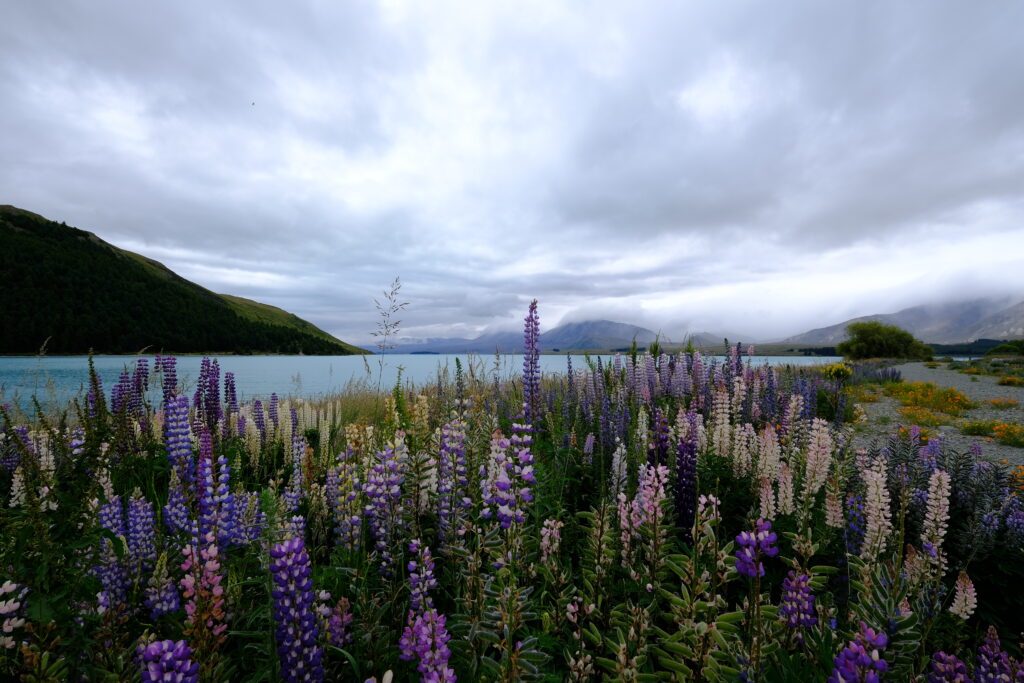 Lake Tepako's lupines