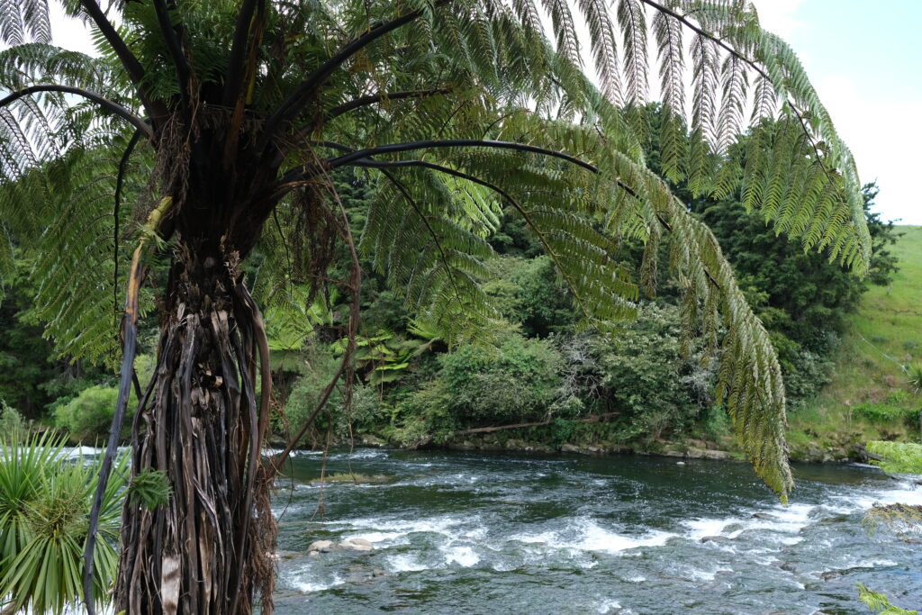 Fern trees along the Ohinemuri River