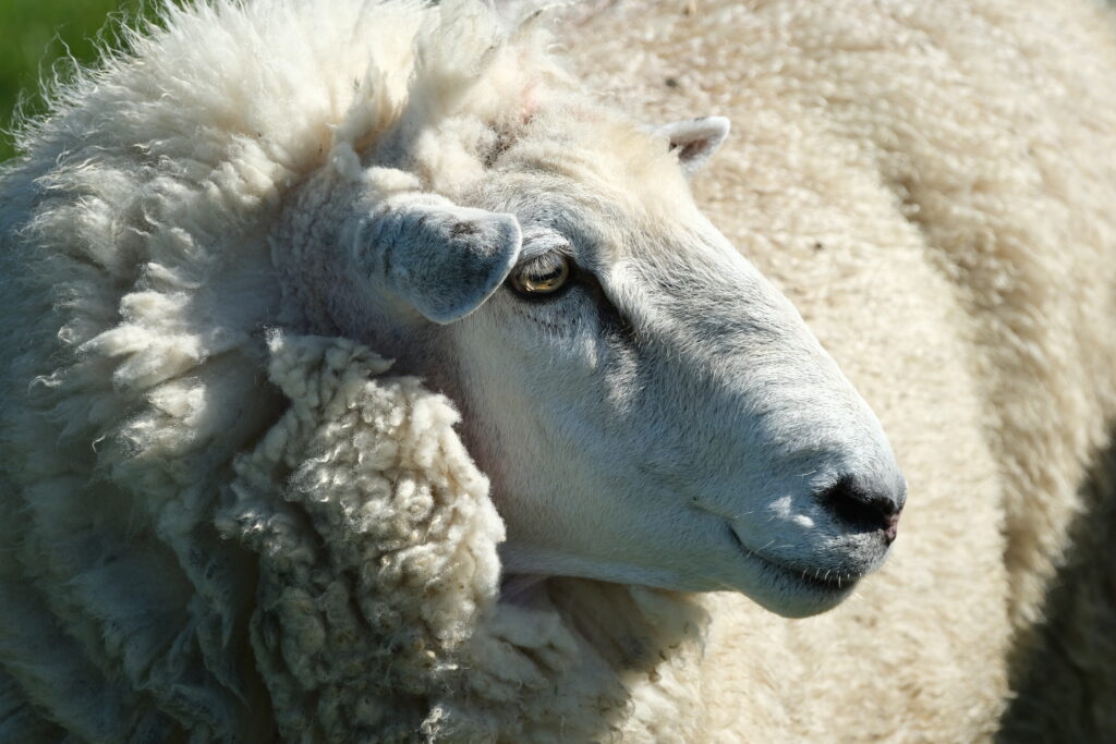 Ram before shearing